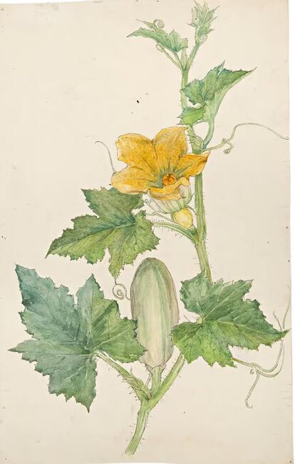 Hilma af Klint, Botanical study, c.1890