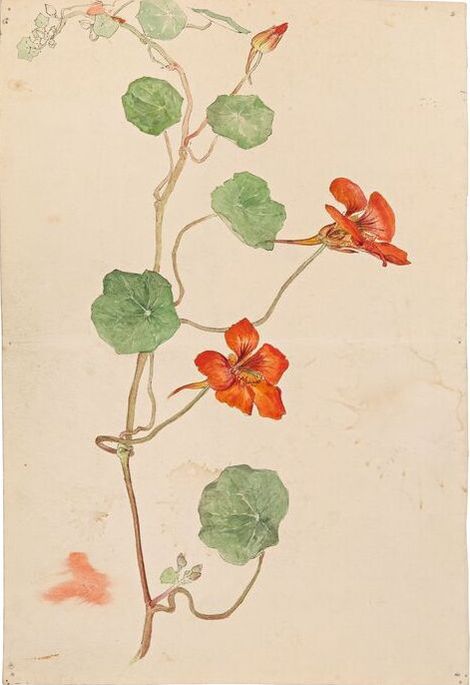 Hilma af Klint, Botanical Drawing (c.1890)